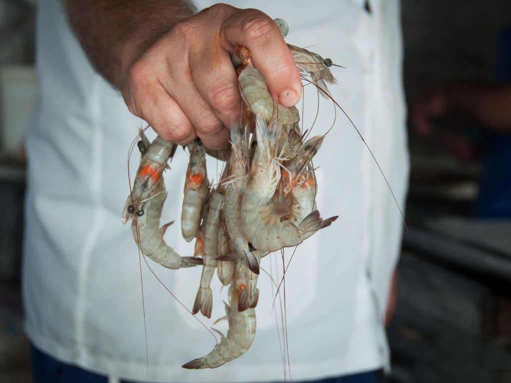 tôm thẻ chân trắng